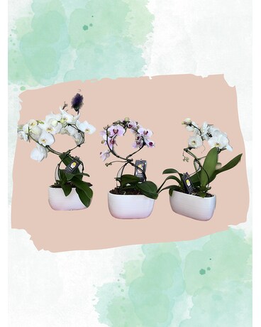 PREMIUM ORCHIDS Dish Garden Plant