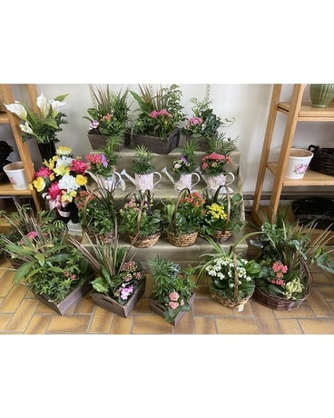 DISH GARDEN Dish Garden Plant