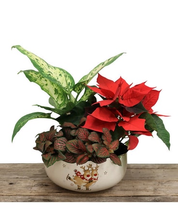 Skating Deers Planter Dish Garden Plant