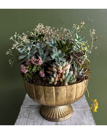 Antique Gold Succulent Garden Plant