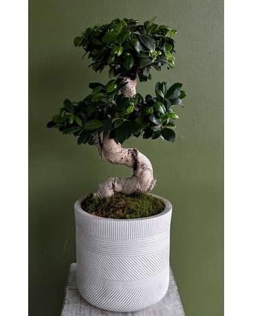 Beautiful Bonsai in Modern Pot Plant