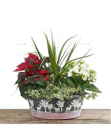 Winter Deer Planter Dish Garden Plant