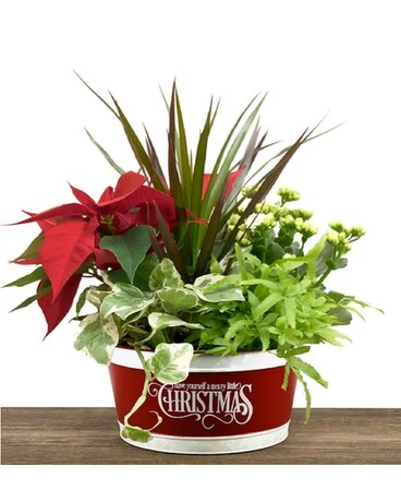 Merry Litttle Christmas Dish Garden Plant