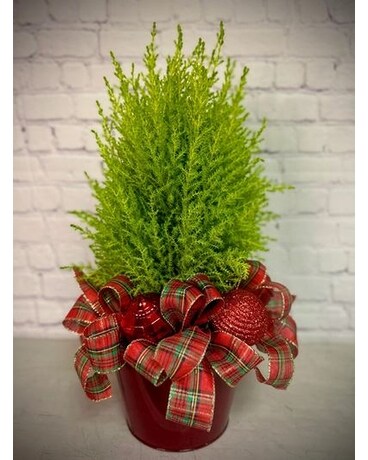 Oh Christmas Tree Plant