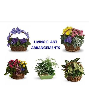 Living Arrangements Plant