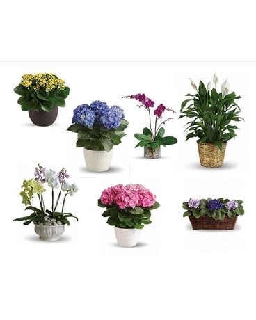Plants Flower Arrangement