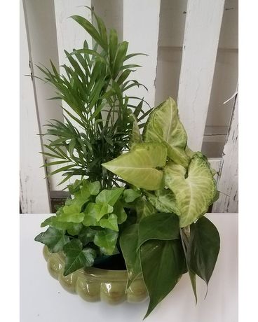 Green Dish Garden Plant