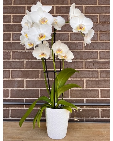 Phalaenopsis orchid Plant