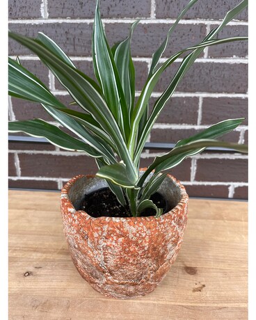 Dracaena Plant Plant