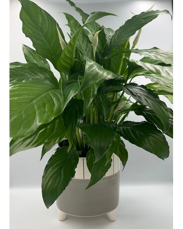 Peace Lily Plant