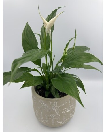 Peace Lily Plant
