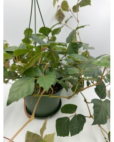 Grapevine Ivy Plant