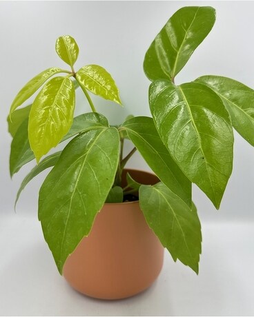 Fatsia Japonica Plant