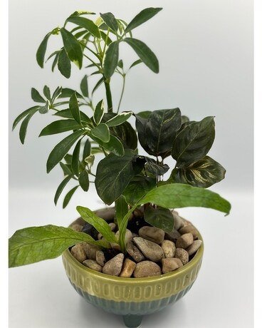 Serene Dish Garden Plant