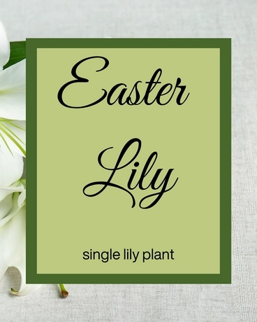Easter Liliy Flower Arrangement