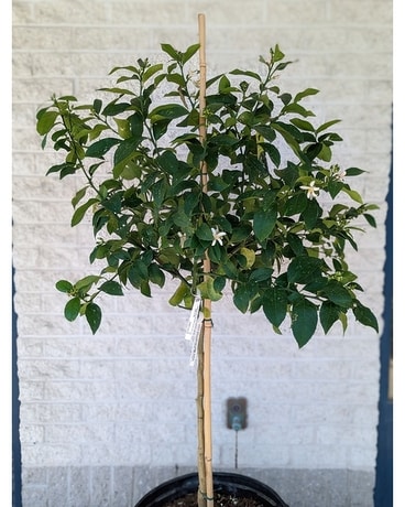Fruit Trees Plant