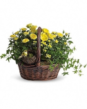 Yellow Trio Basket Plant