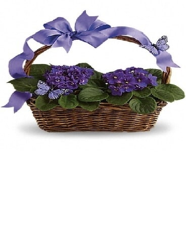 Violets And Butterflies Plant