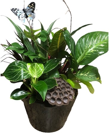 House Special Planter 4 Plant