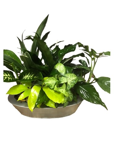 House Special Planter 5 Plant