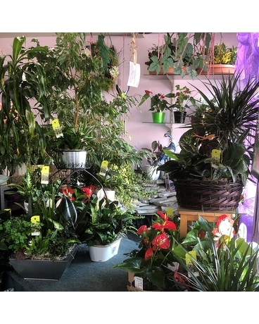 ㅤ Plant