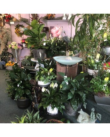 ㅤ Plant