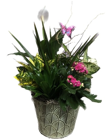 House Special Planter 3 Plant