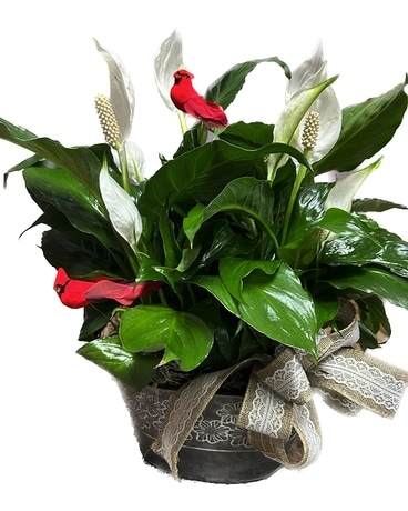 House Special Planter 5: Peace Lily Plant