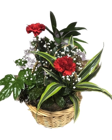 House Special Planter 2 Plant