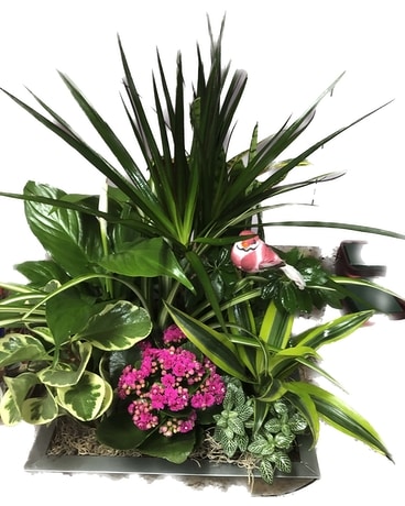 House Special Planter 7 Plant