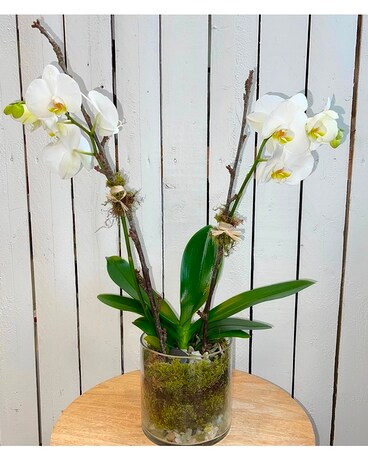 Phalaenopsis Orchid Plant