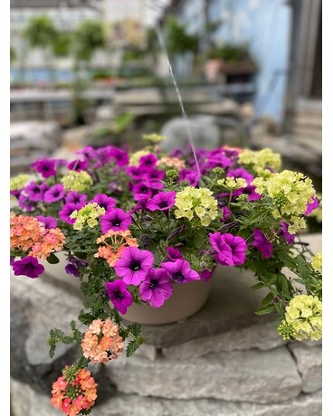 Hanging Basket Mother's Day 2 in Cincinnati OH - Robben Florist