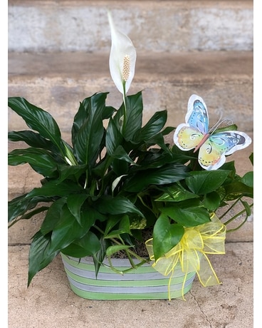 Serene Breeze Plant Duo Plant