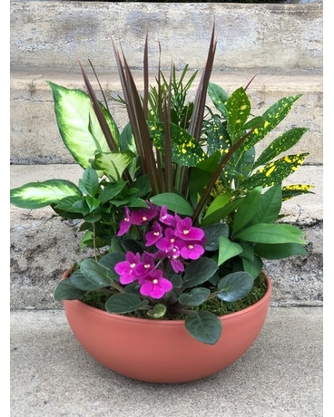 European Dish Garden Bowl Plant