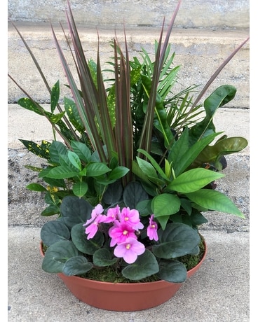 European Saucer Dish Garden Plant