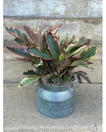 Rainbow Peperomia Plant
