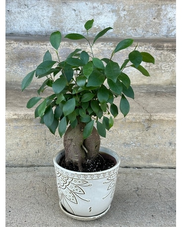 Ginseng Ficus Plant