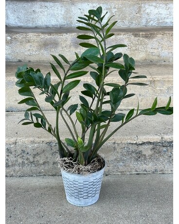 ZZ Plant Plant