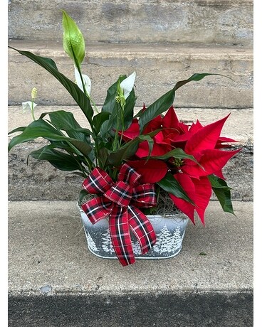 Silent Night Plant Combo Plant