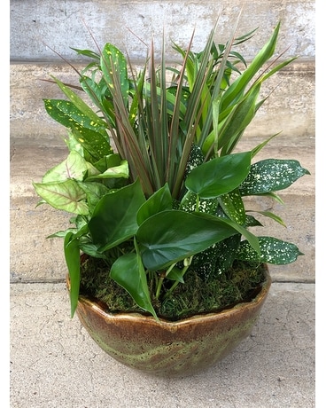 Ceramic Planter Medium Plant
