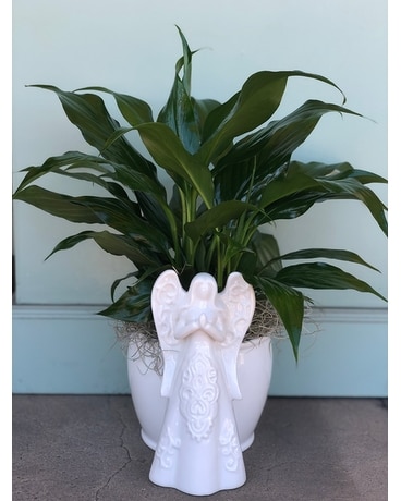 Petite Angel Planter with Spathiphyllum Plant