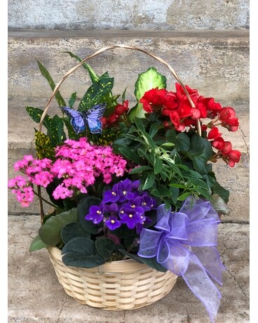 Butterfly Flowering Garden Plant