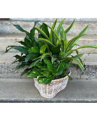 Green Plant Trio Basket Flower Arrangement