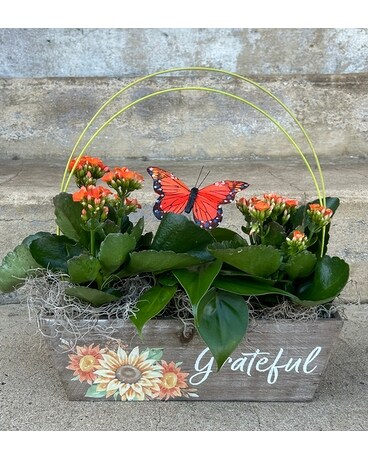 Grateful Plant Combo Box Plant