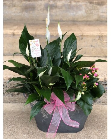 Large Mother's Day plant combo Plant