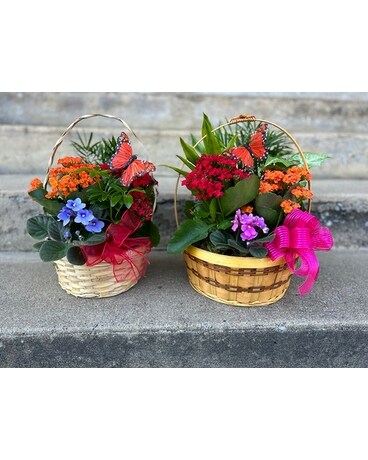 Butterfly Flowering Garden Plant