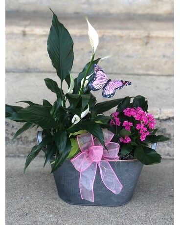 Small Plant Combo Plant