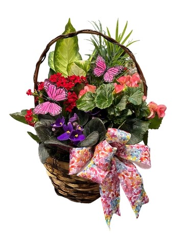 Butterfly Flowering Garden Plant