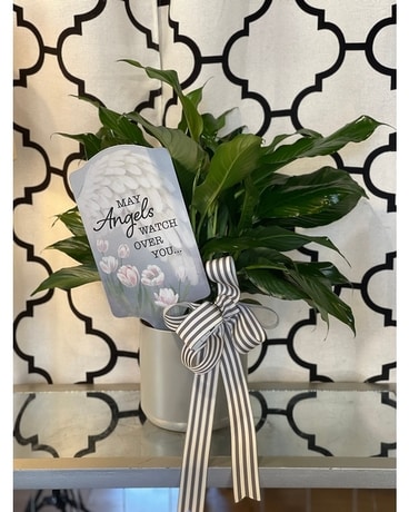 Angels Peace Lily Plant