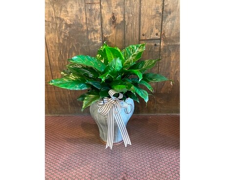 Peace Lily in Tin Plant